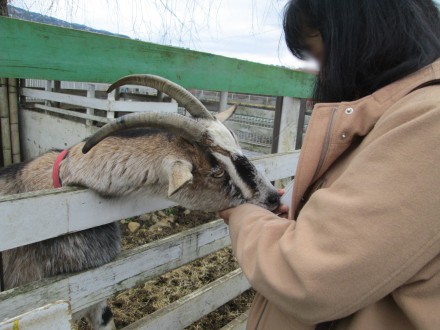 酪農王国オラッチェ　動物