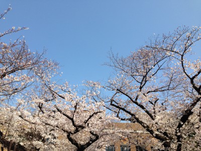 東大御殿下近くの桜