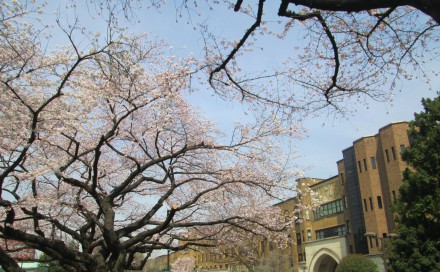 花見　送別会