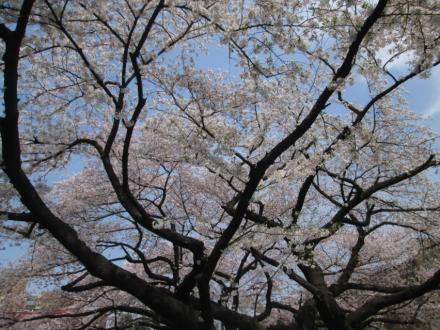 東京都文京区2016年4月6日の桜