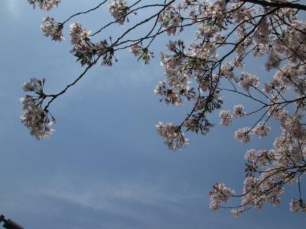 東京大学構内御殿下の桜