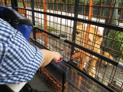 サファリパークでライオンに餌