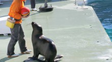 しながわ水族館のアシカショー