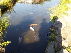 忍野八海で鯉