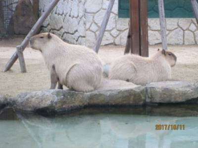 那須どうぶつ王国のカピバラ