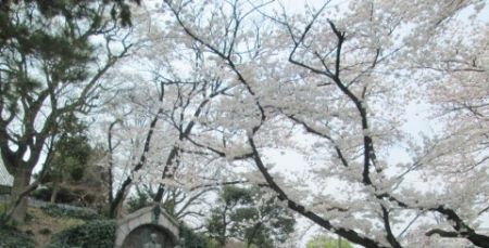 2018年東大桜