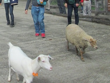 南ヶ丘牧場の動物ふれあい広場