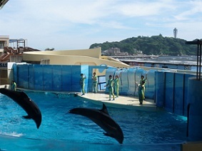 新江ノ島水族館イルカショー