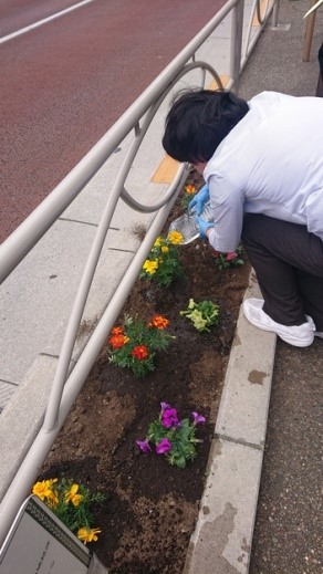 本郷通りの花壇にペチュニアとマリーゴールドを植えているところ