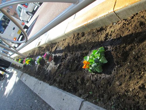 新しいお花を植えた様子