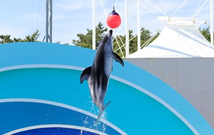 イルカショーでイルカが飛んでいる写真です。
