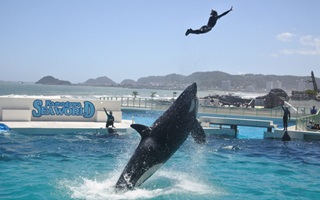 シャチのショーの写真です。