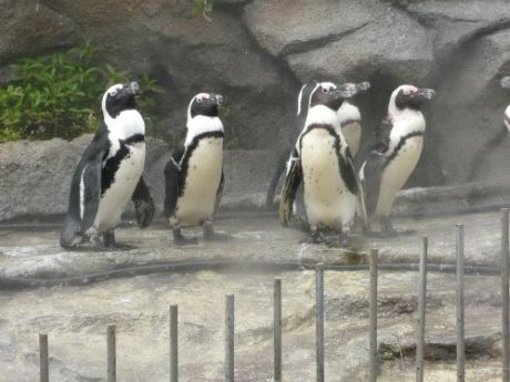 2019年7月池袋サンシャイン水族館のペンギン