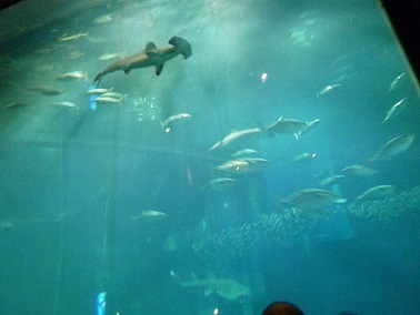 シュモクザメのいる大型水槽